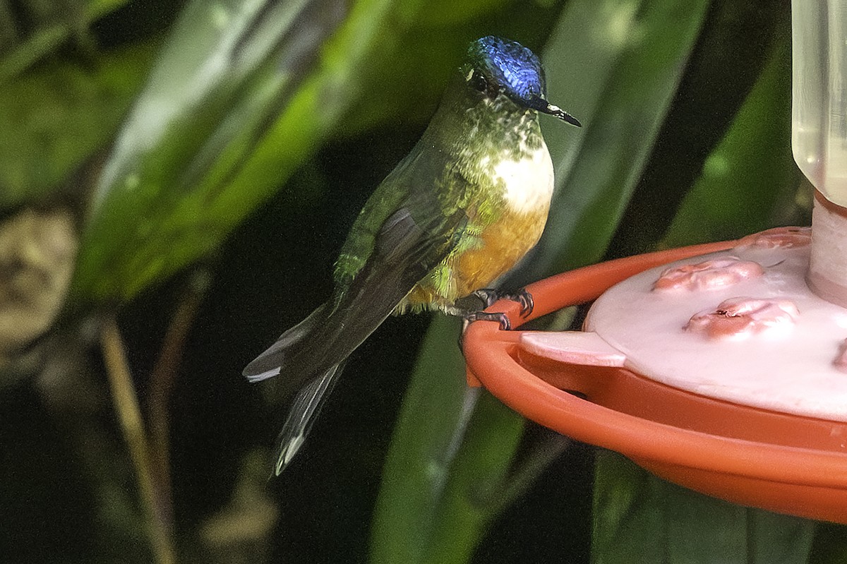 Violet-tailed Sylph - ML646376001