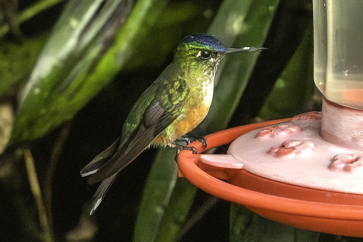 Violet-tailed Sylph - ML646376002
