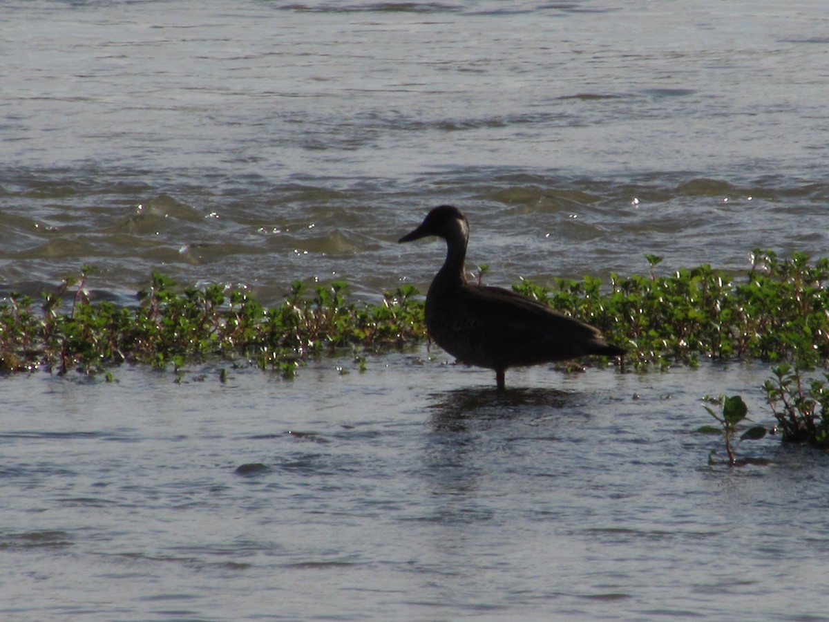 Brazilian Teal - ML646376003