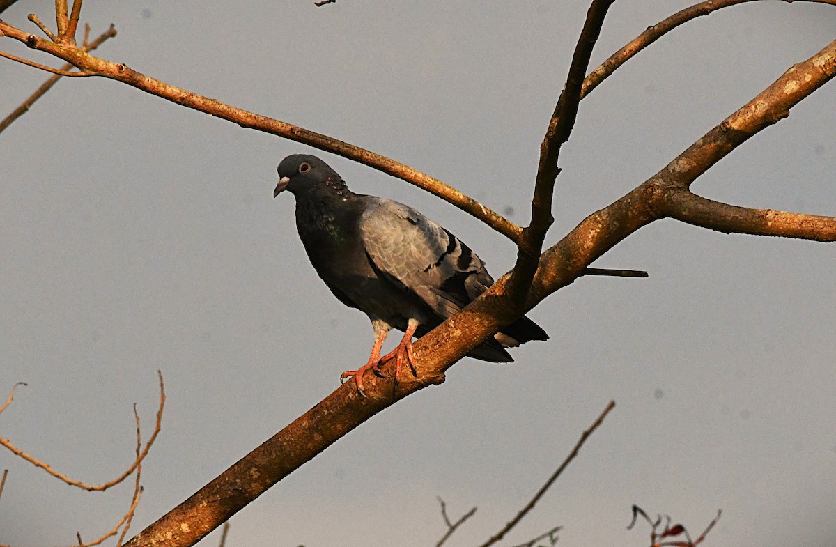 野鴿(野化) - ML646376004