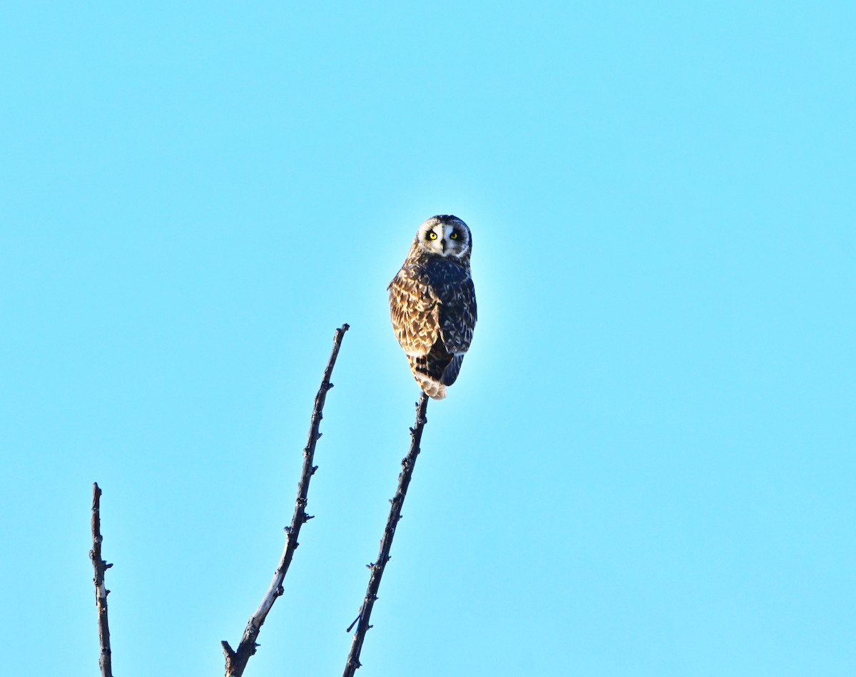 短耳鴞 - ML646376005