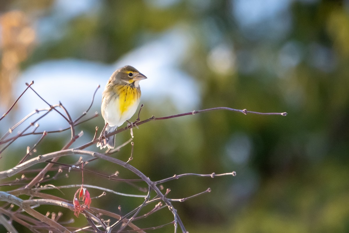 Dickcissel - ML646376006