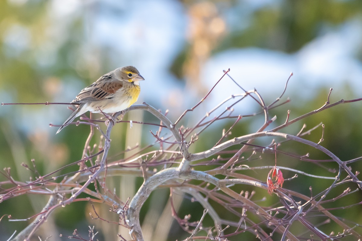 Dickcissel - ML646376007