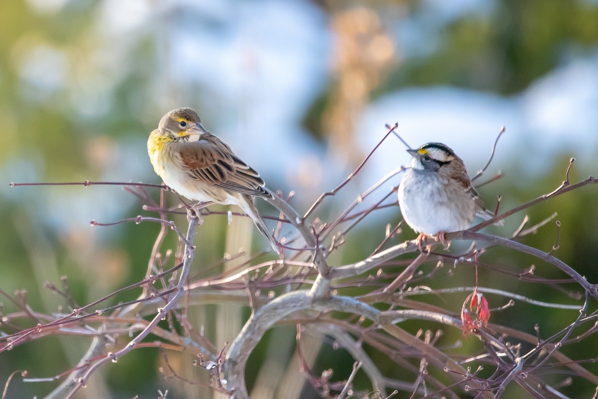 Dickcissel - ML646376008