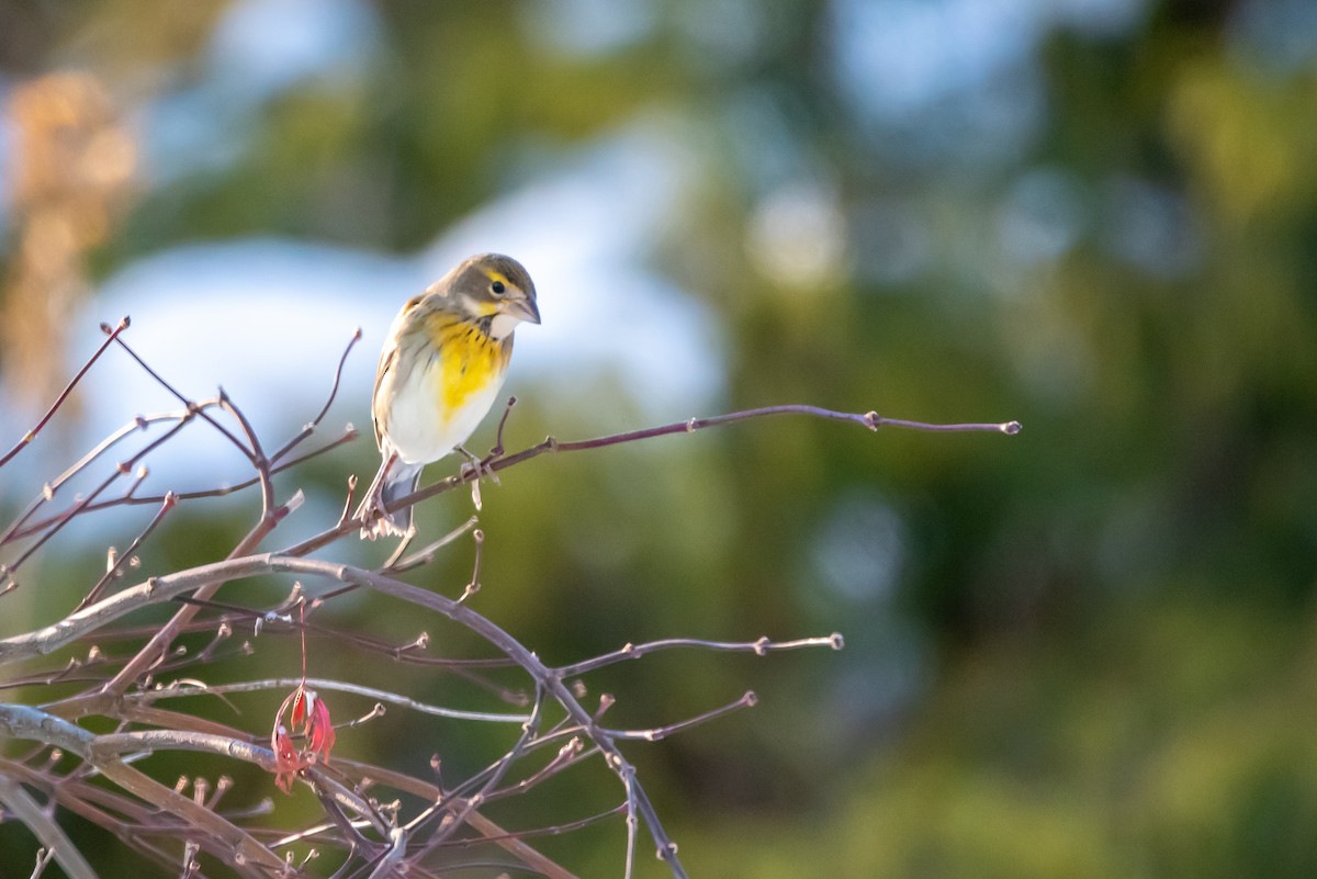 Dickcissel - ML646376009