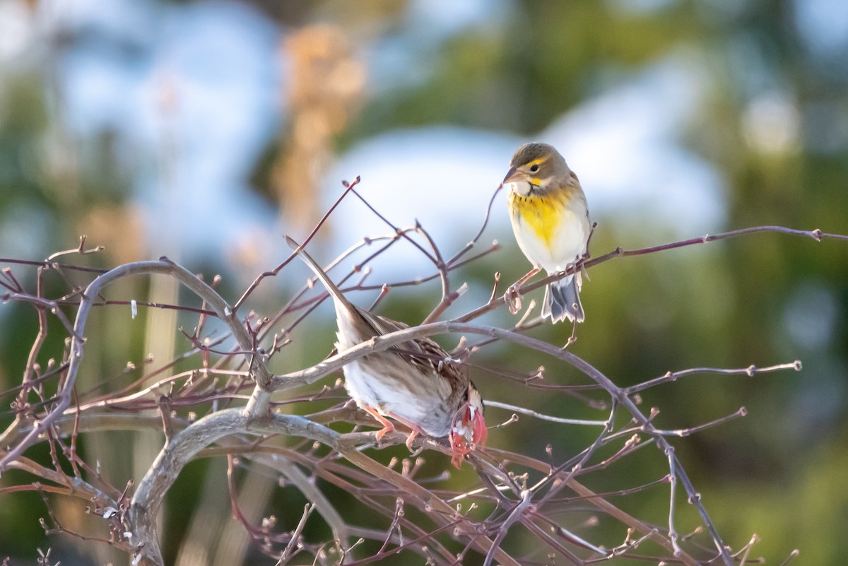 Dickcissel - ML646376010