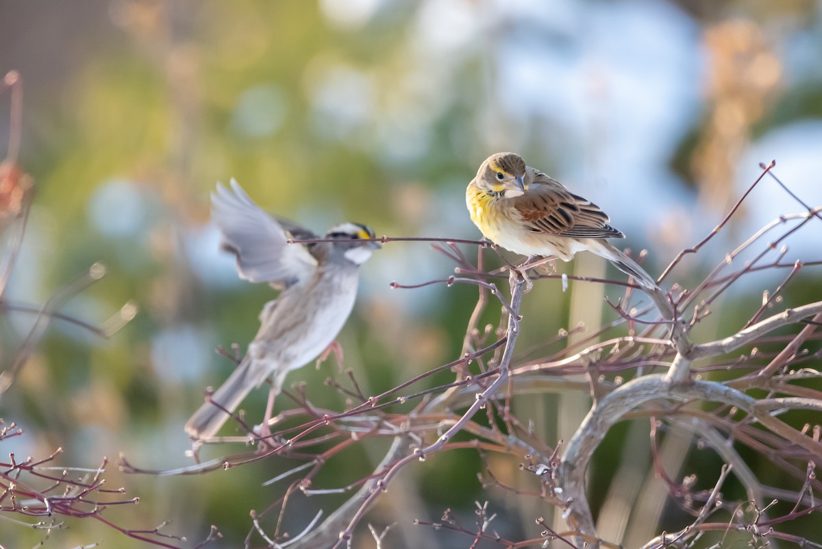 Dickcissel - ML646376011
