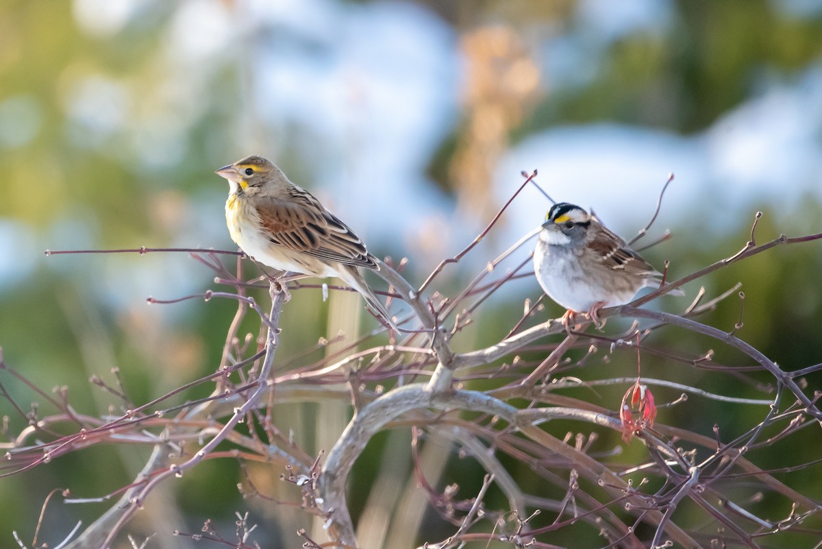 Dickcissel - ML646376014