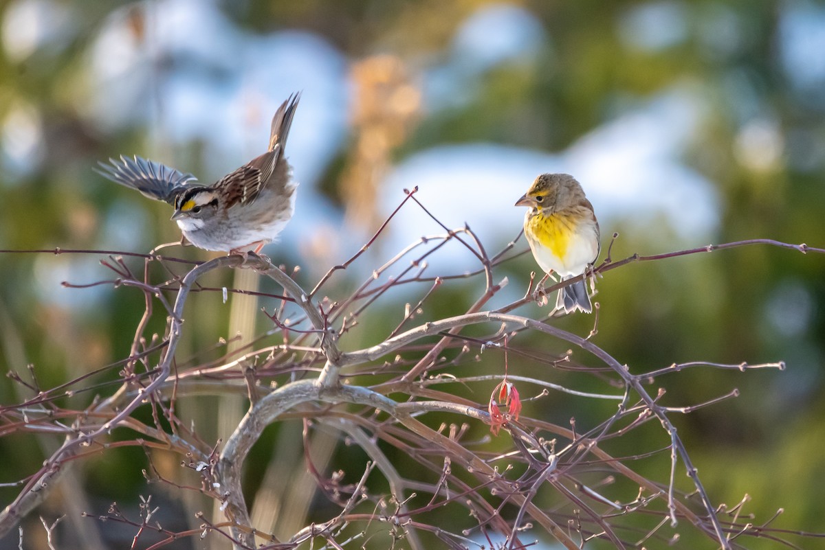 Dickcissel - ML646376016