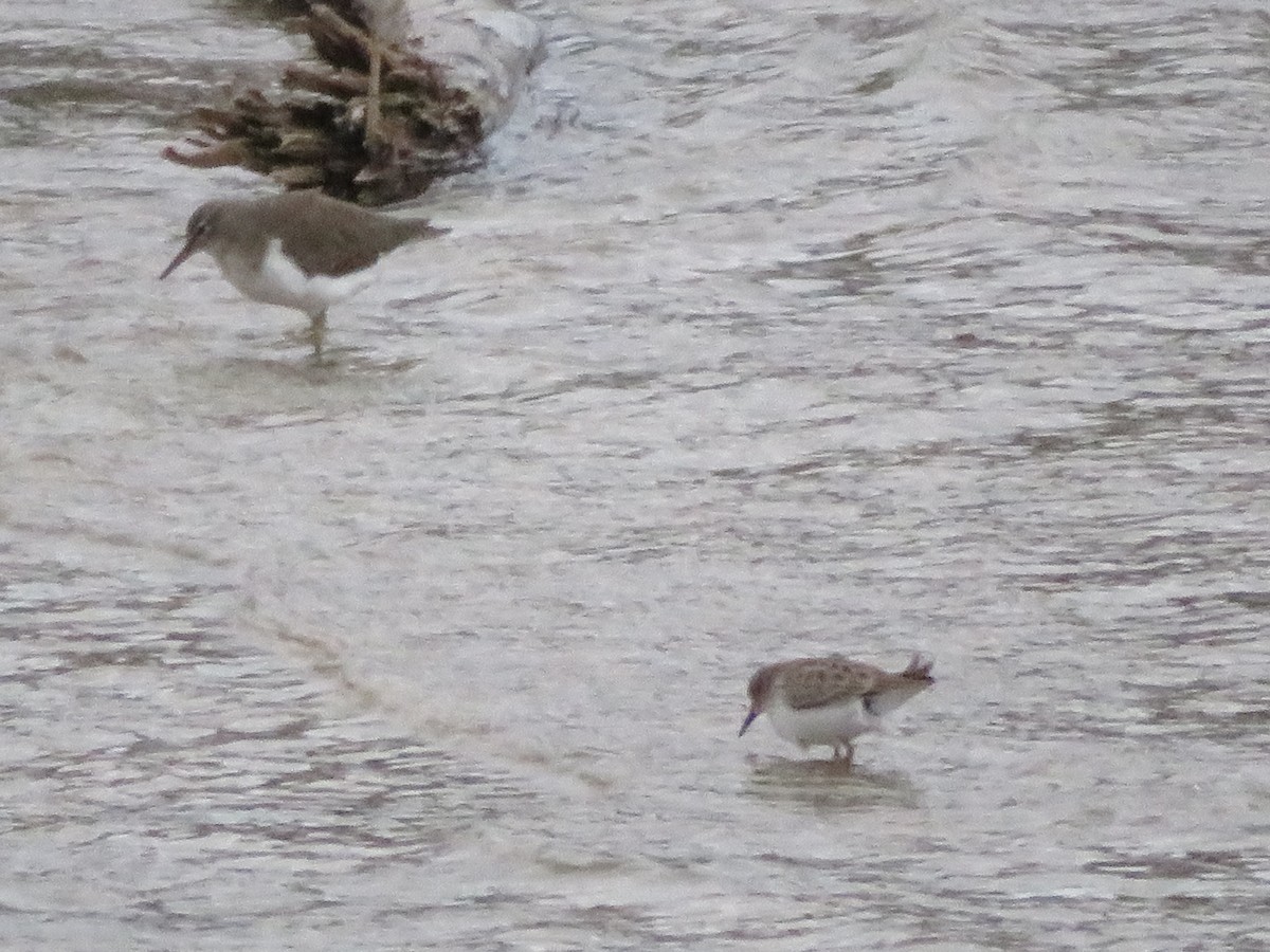 Spotted Sandpiper - ML646376018