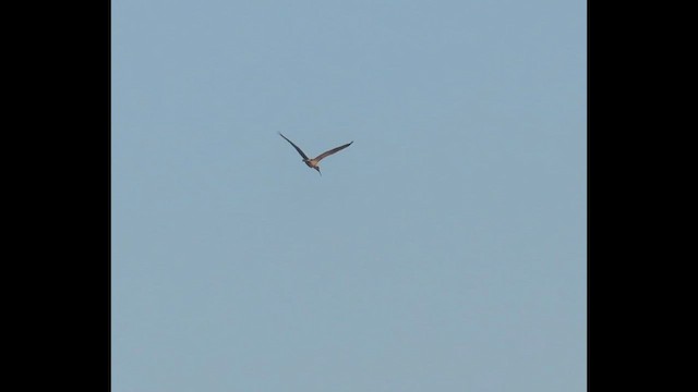 White Ibis - ML646376019