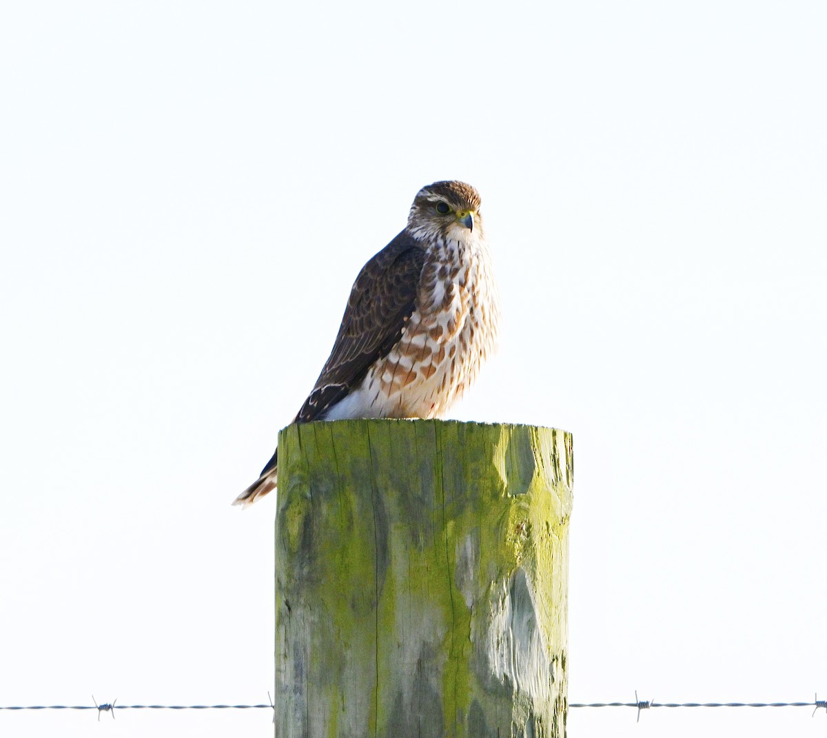 灰背隼 - ML646376021