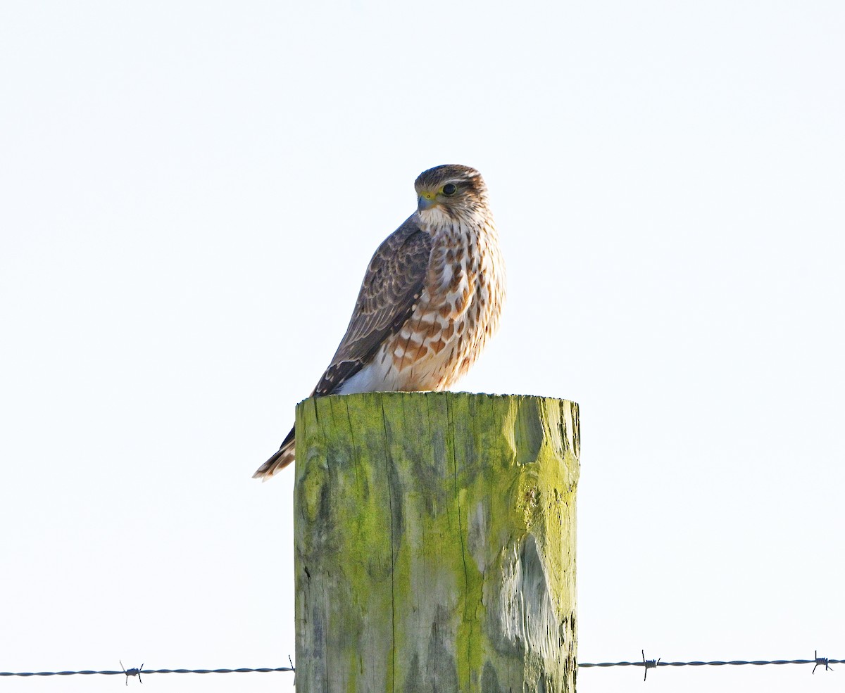 灰背隼 - ML646376022