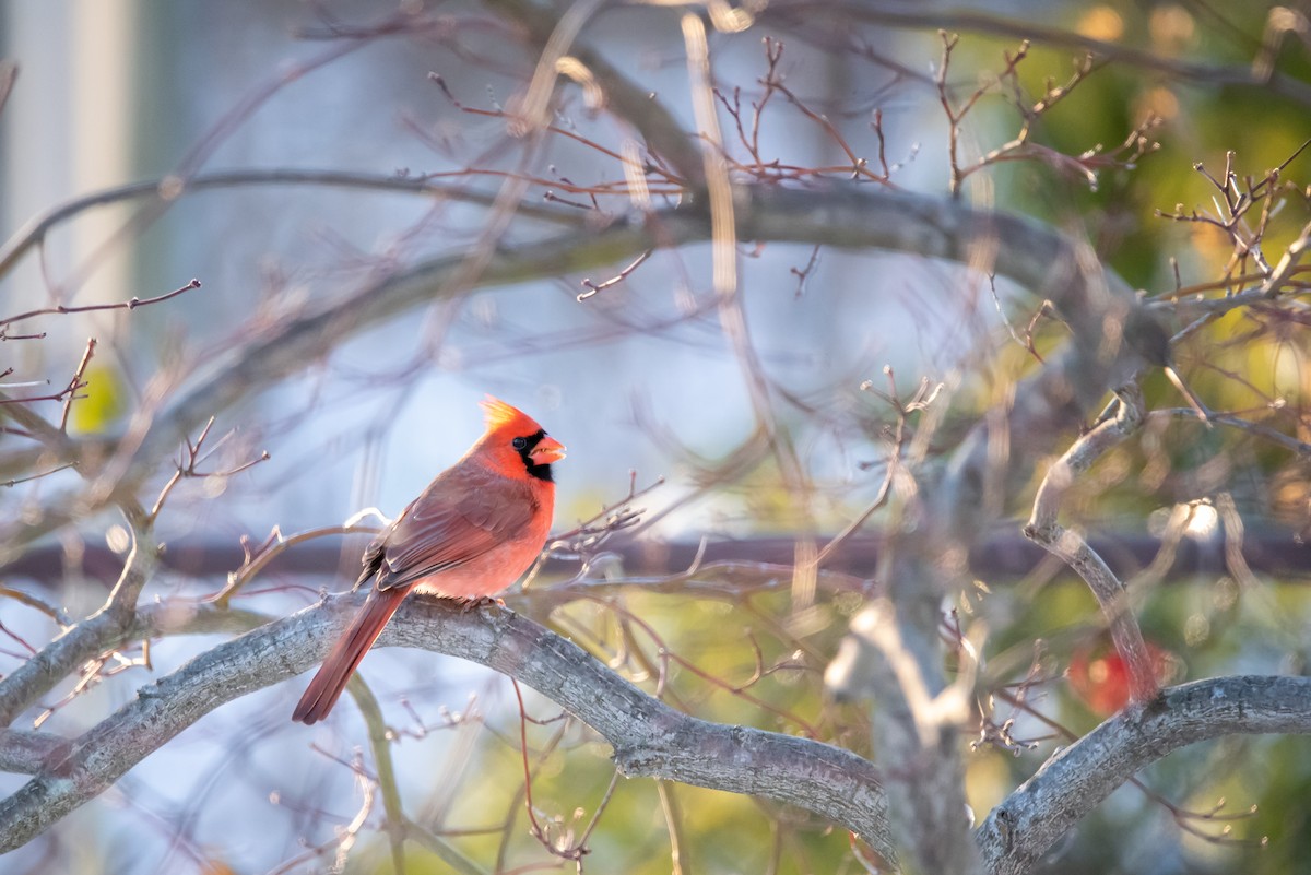Northern Cardinal - ML646376024