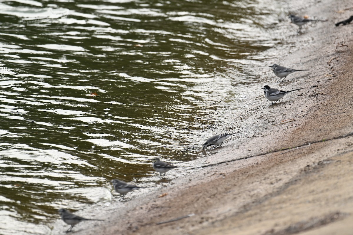 White Wagtail (ocularis) - ML646376025