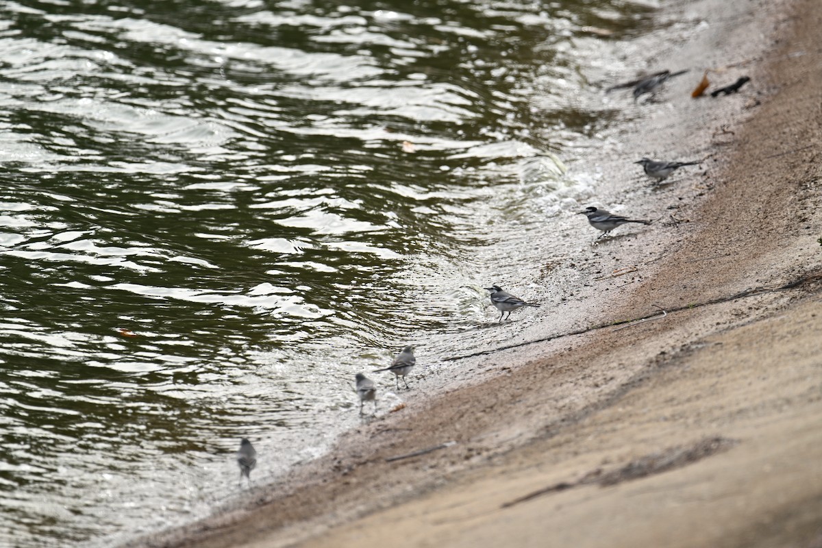 White Wagtail (ocularis) - ML646376026