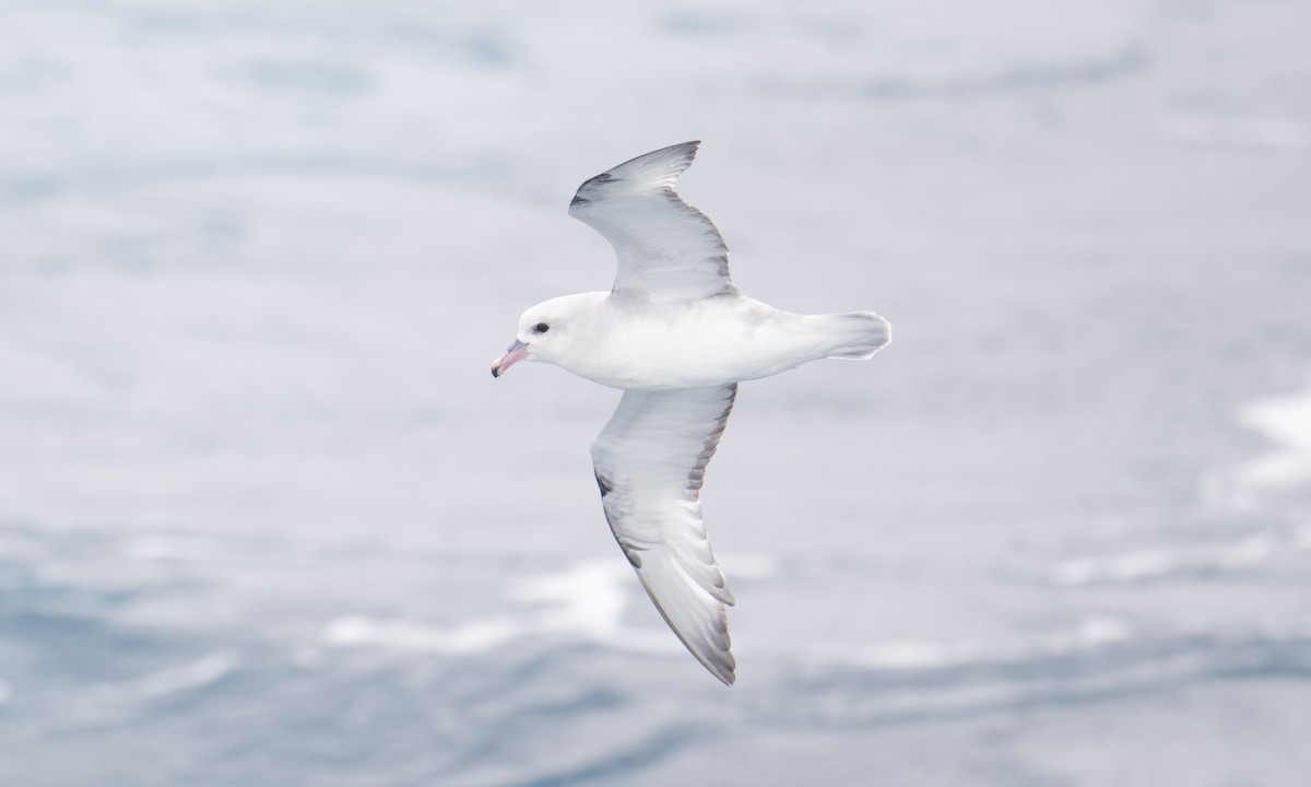 Southern Fulmar - ML646376027