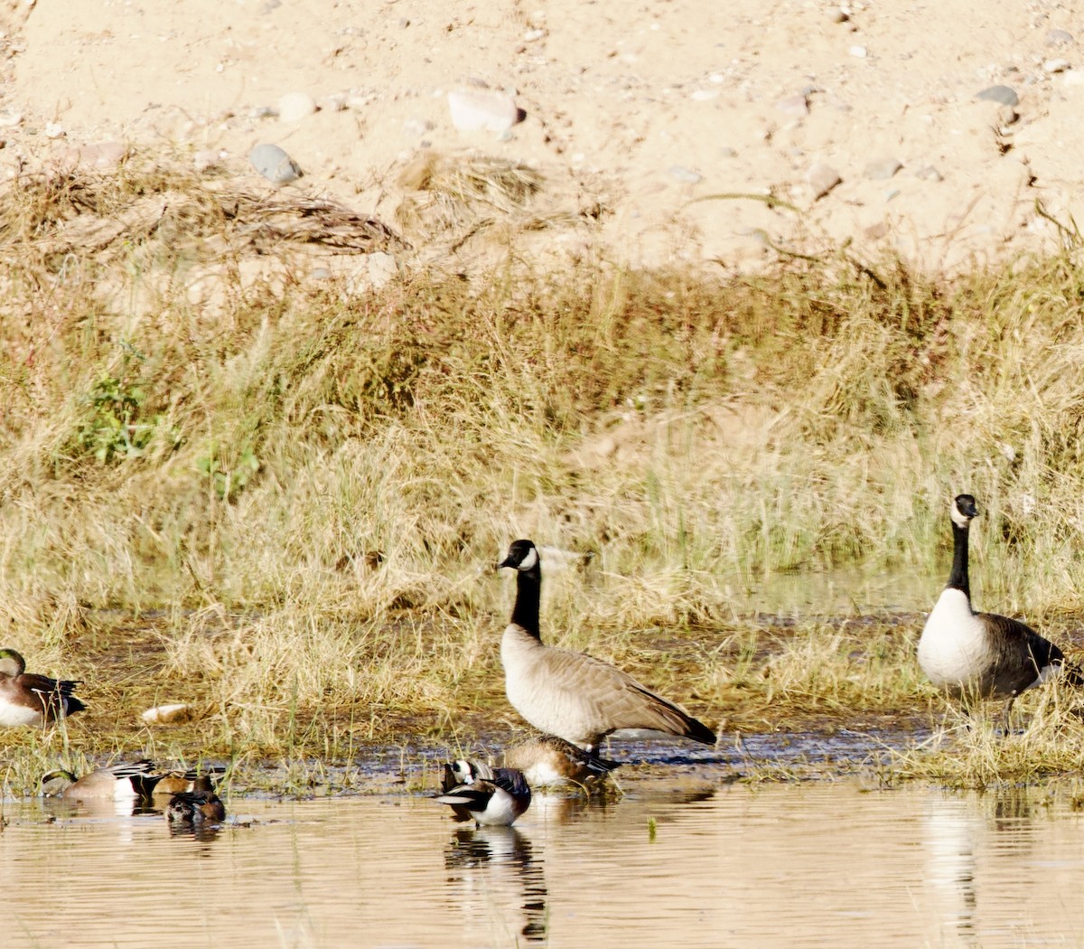 Canada Goose - ML646376028