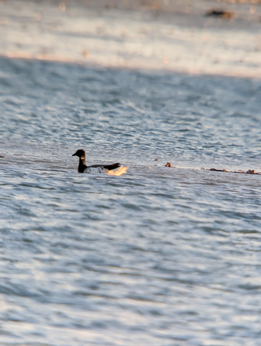 黑雁 - ML646376029