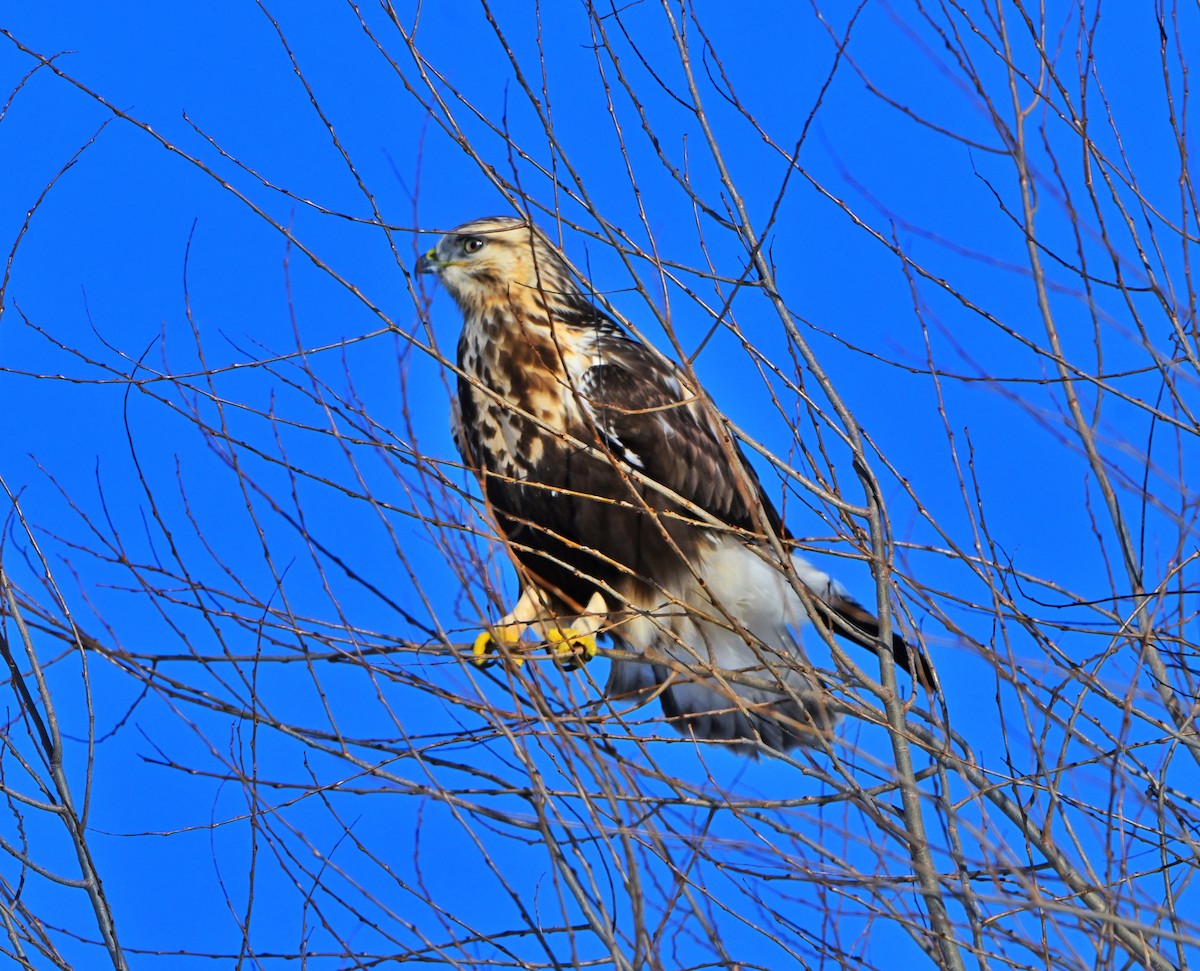 毛足鵟 - ML646376030