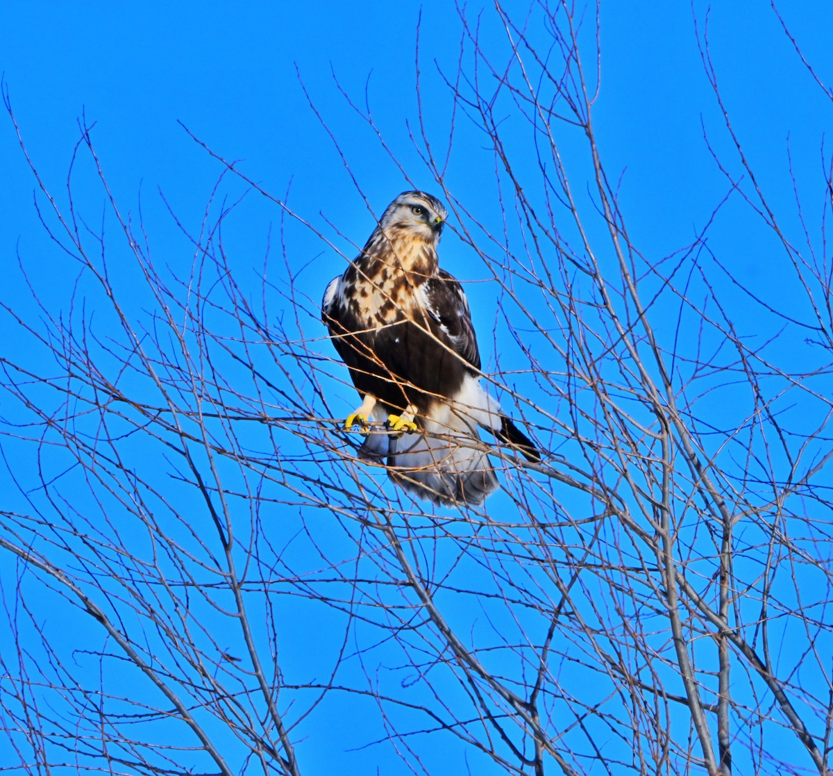 毛足鵟 - ML646376031