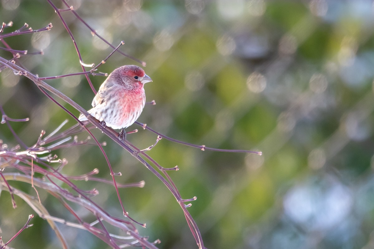 House Finch - ML646376032