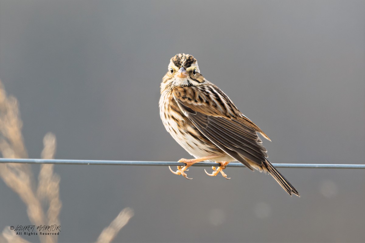 Savannah Sparrow - ML646376034