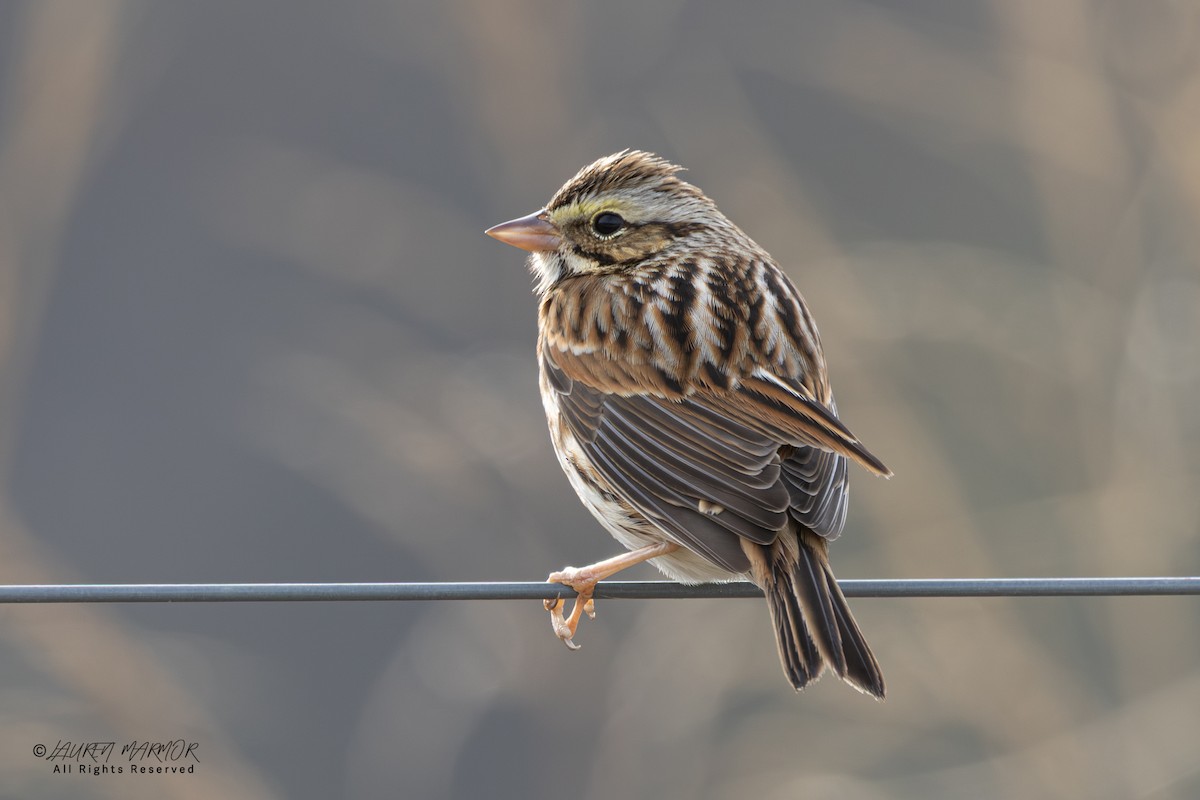 Savannah Sparrow - ML646376036