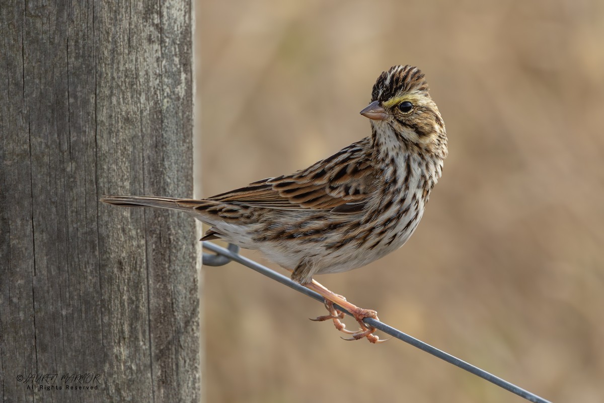 Savannah Sparrow - ML646376037