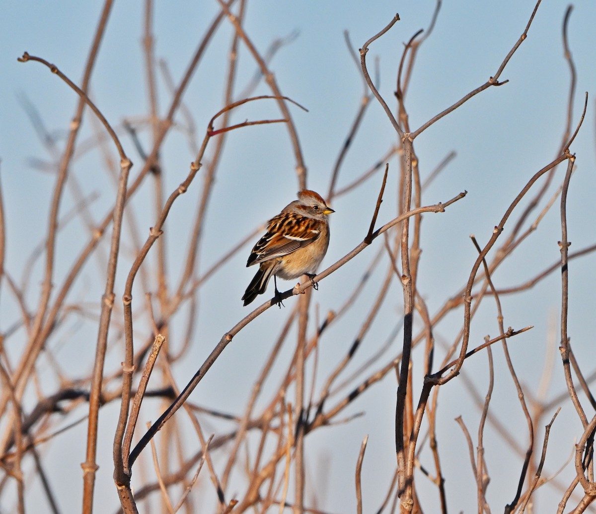 American Tree Sparrow - ML646376038