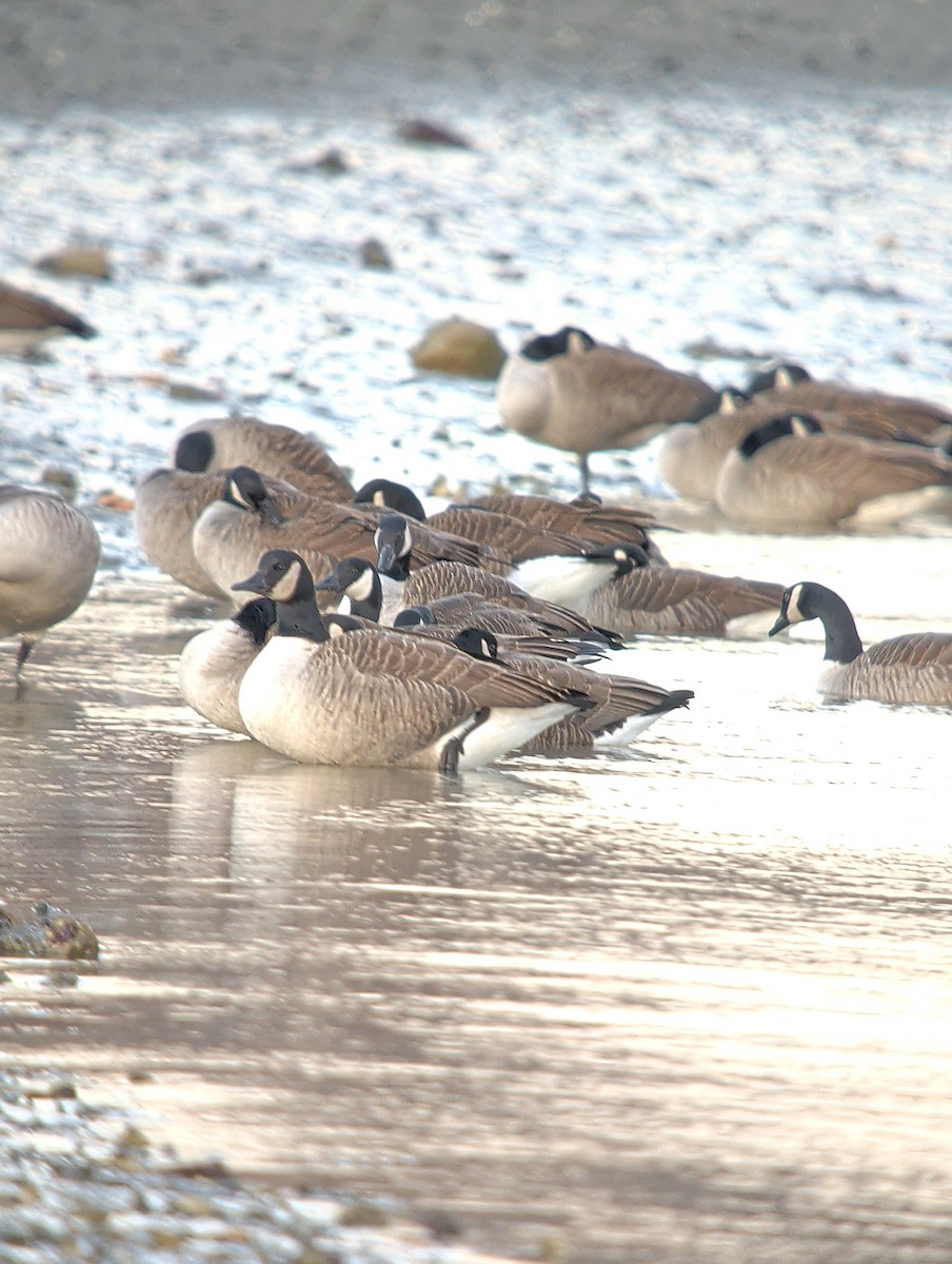 Canada Goose - ML646376040