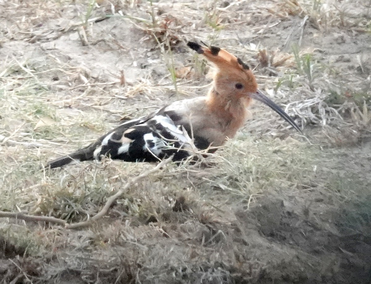 戴勝 - ML646376041