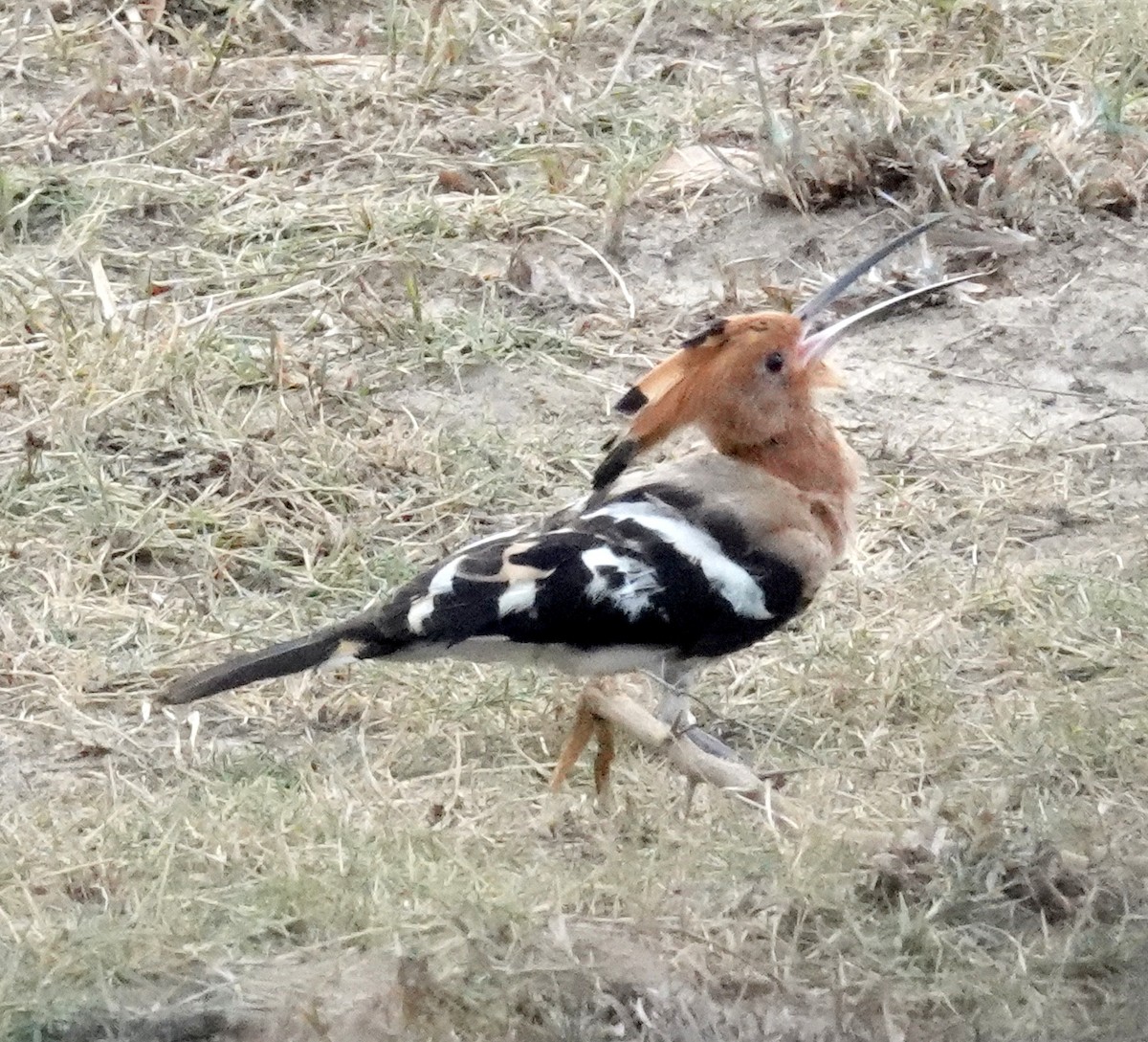 戴勝 - ML646376042