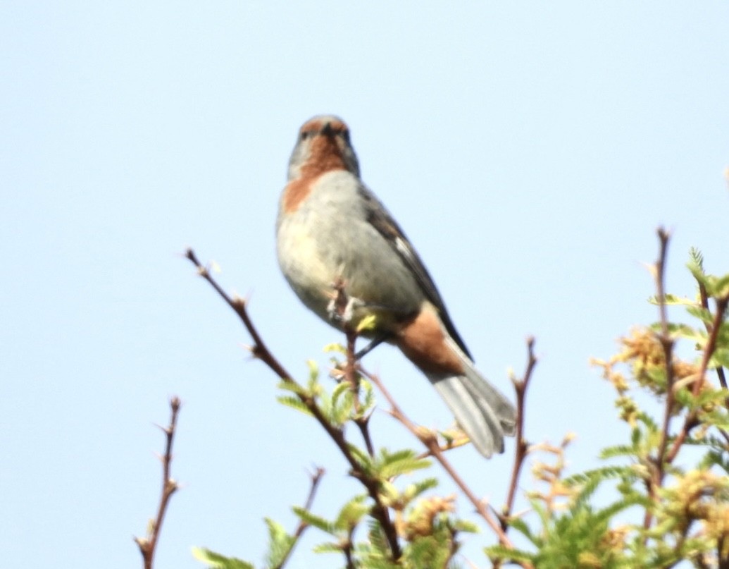 Tamarugo Conebill - ML646376043