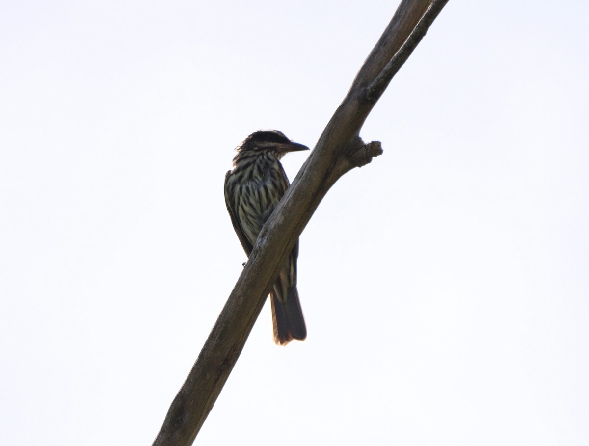 Streaked Flycatcher - ML646376044