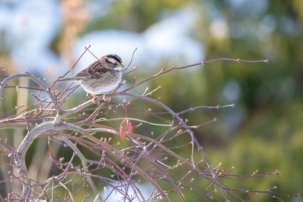 White-throated Sparrow - ML646376045
