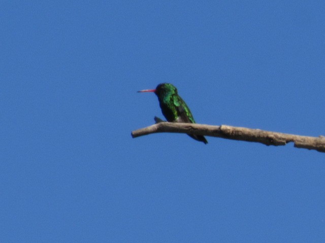 Glittering-bellied Emerald - ML646376046
