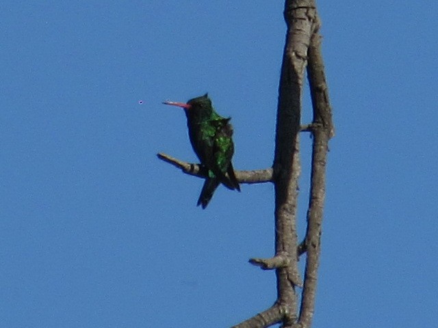 Glittering-bellied Emerald - ML646376047