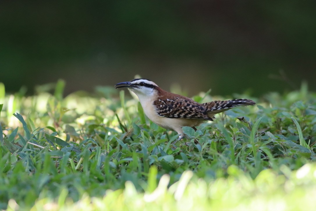 Rufous-backed Wren - ML646376048