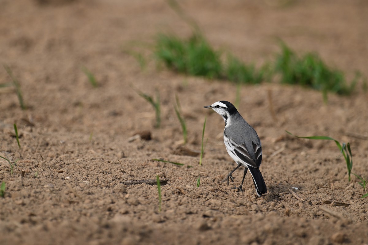 Плиска біла (підвид ocularis) - ML646376050