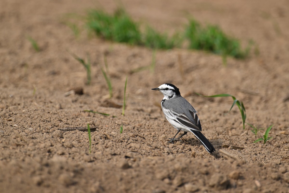 White Wagtail (ocularis) - ML646376051
