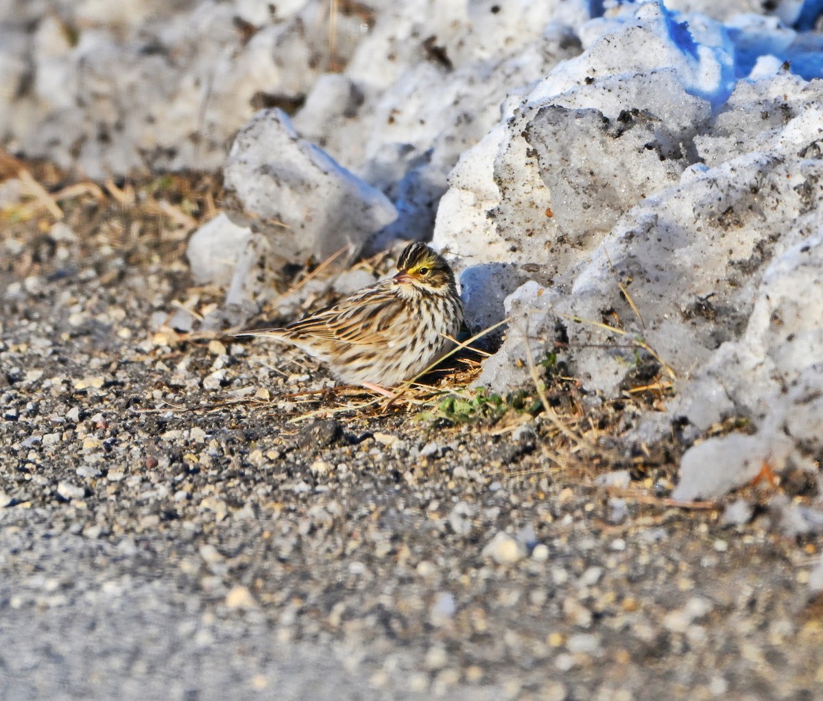 稀樹草鵐 - ML646376052