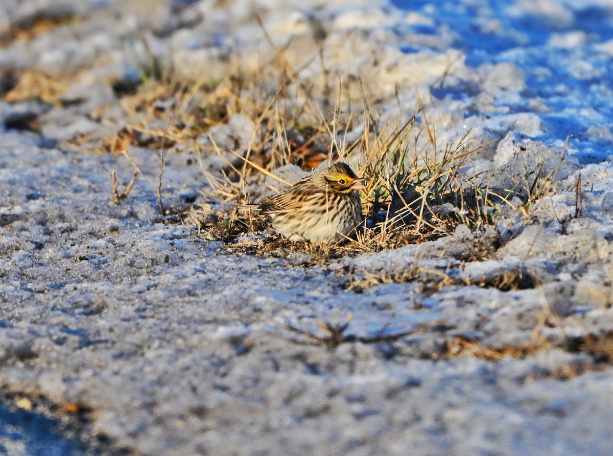 稀樹草鵐 - ML646376053