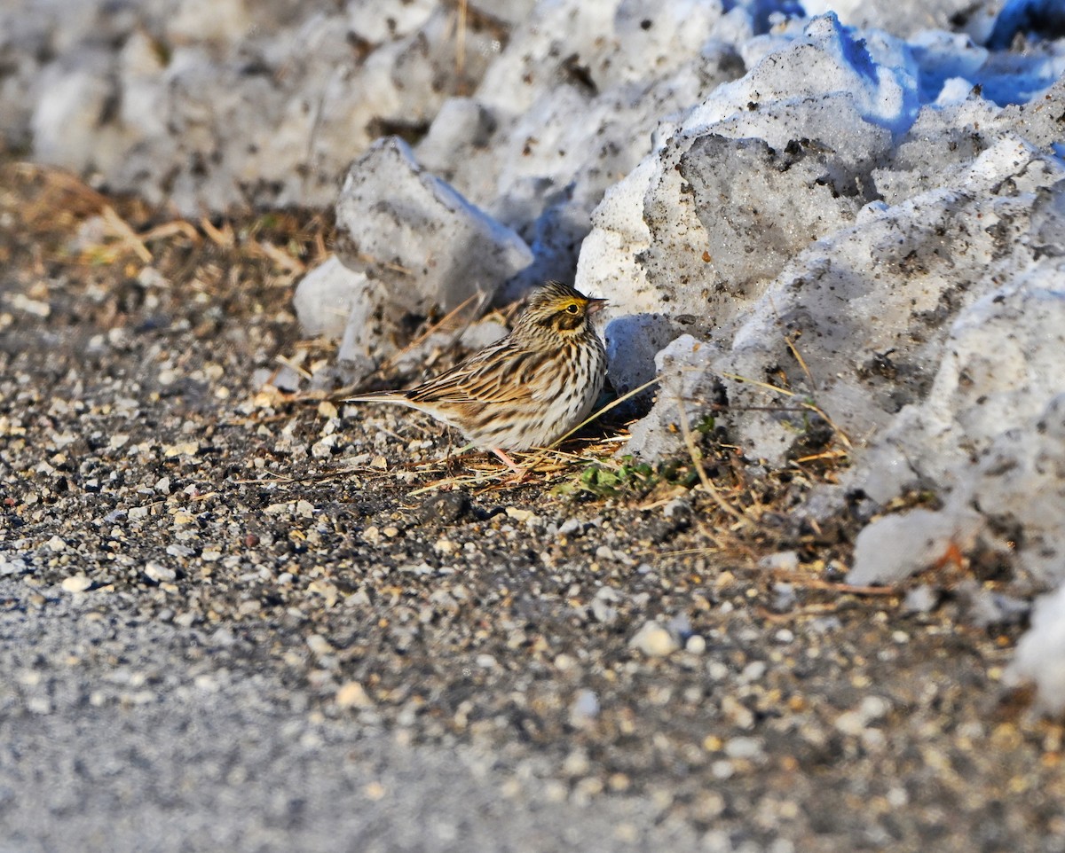 稀樹草鵐 - ML646376054