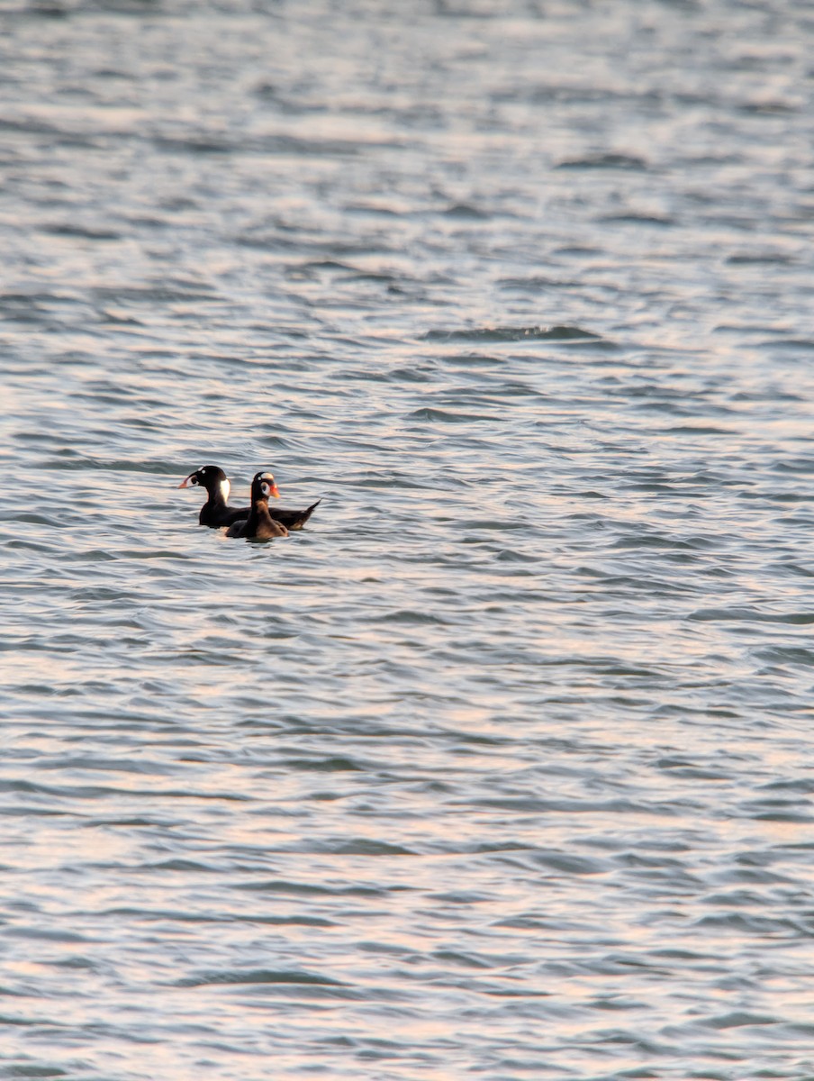 Surf Scoter - ML646376055