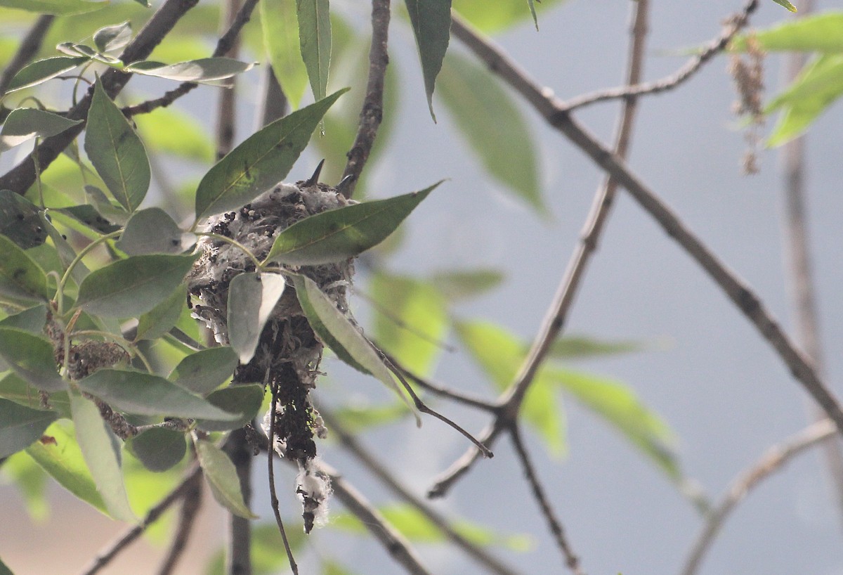 Oasis Hummingbird - ML646376056