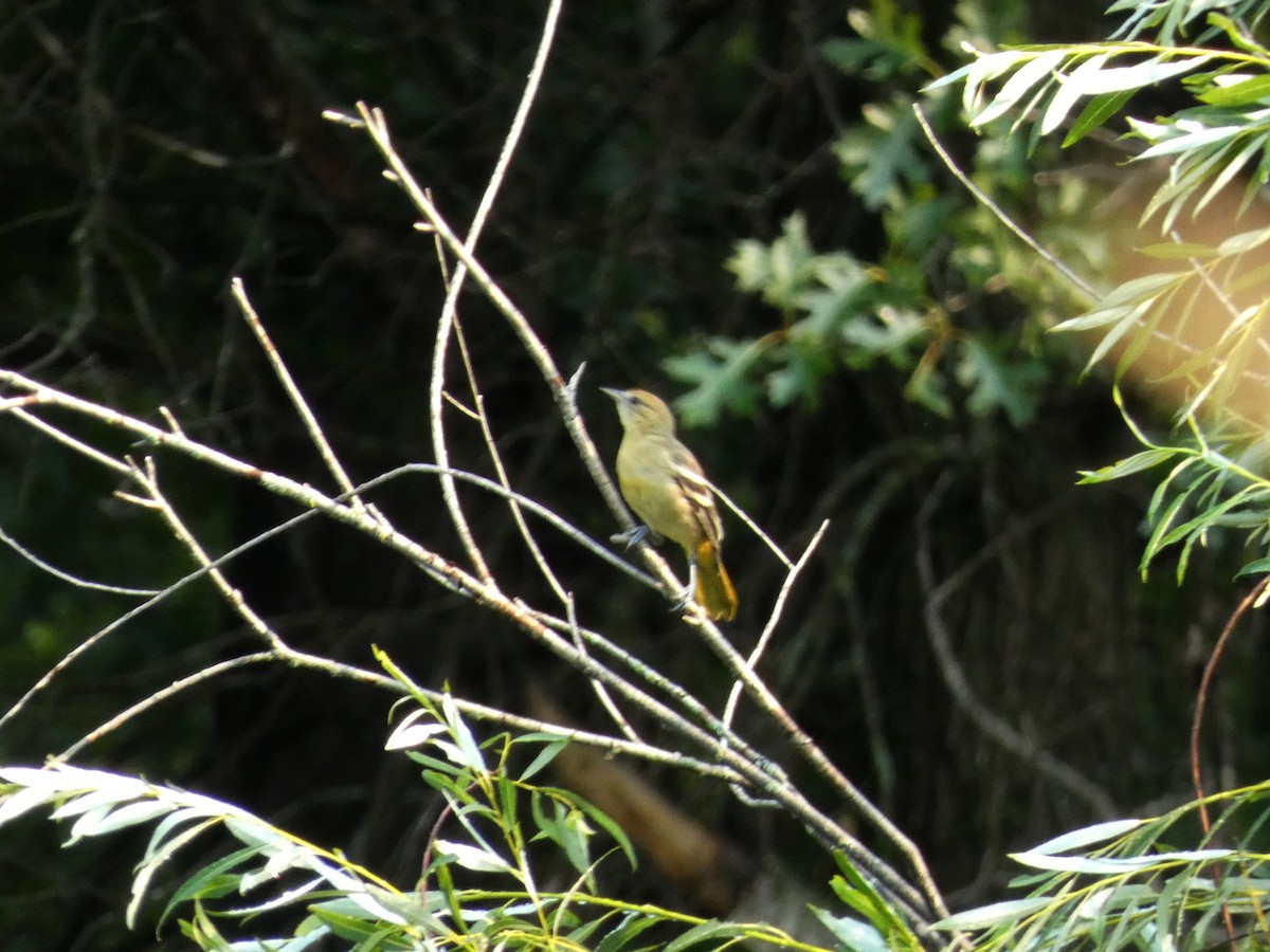 Baltimore Oriole - ML646376057