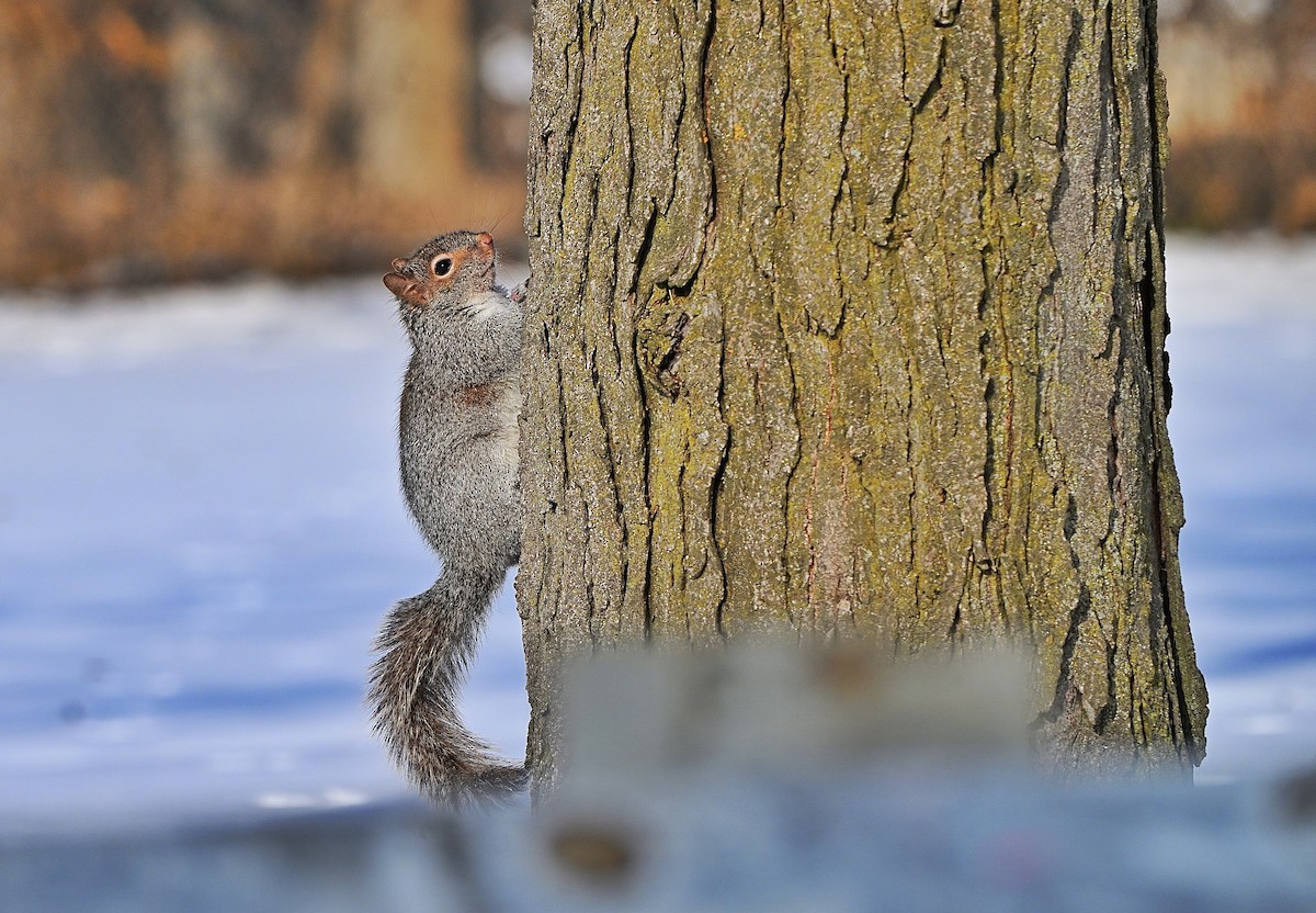 動物界 - ML646376058