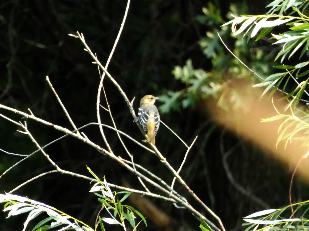 Baltimore Oriole - ML646376059