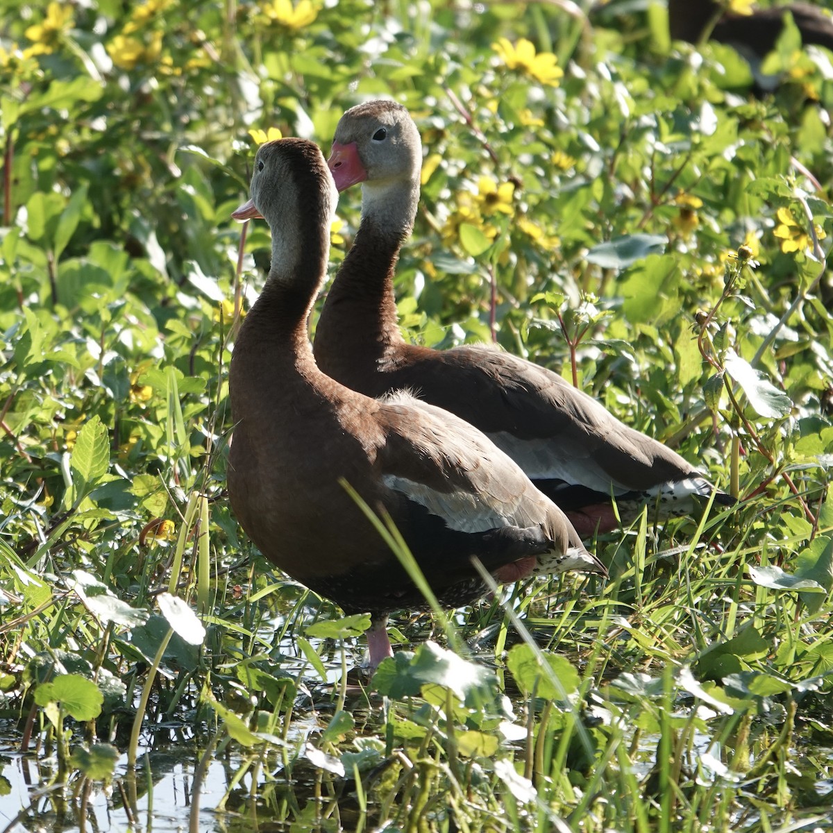 Black-bellied Whistling-Duck (Northern) - ML646376060
